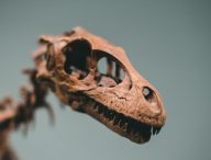 Squelette de dinosaure. // Source : Pexels/Jonathan Cooper (photo recadrée)