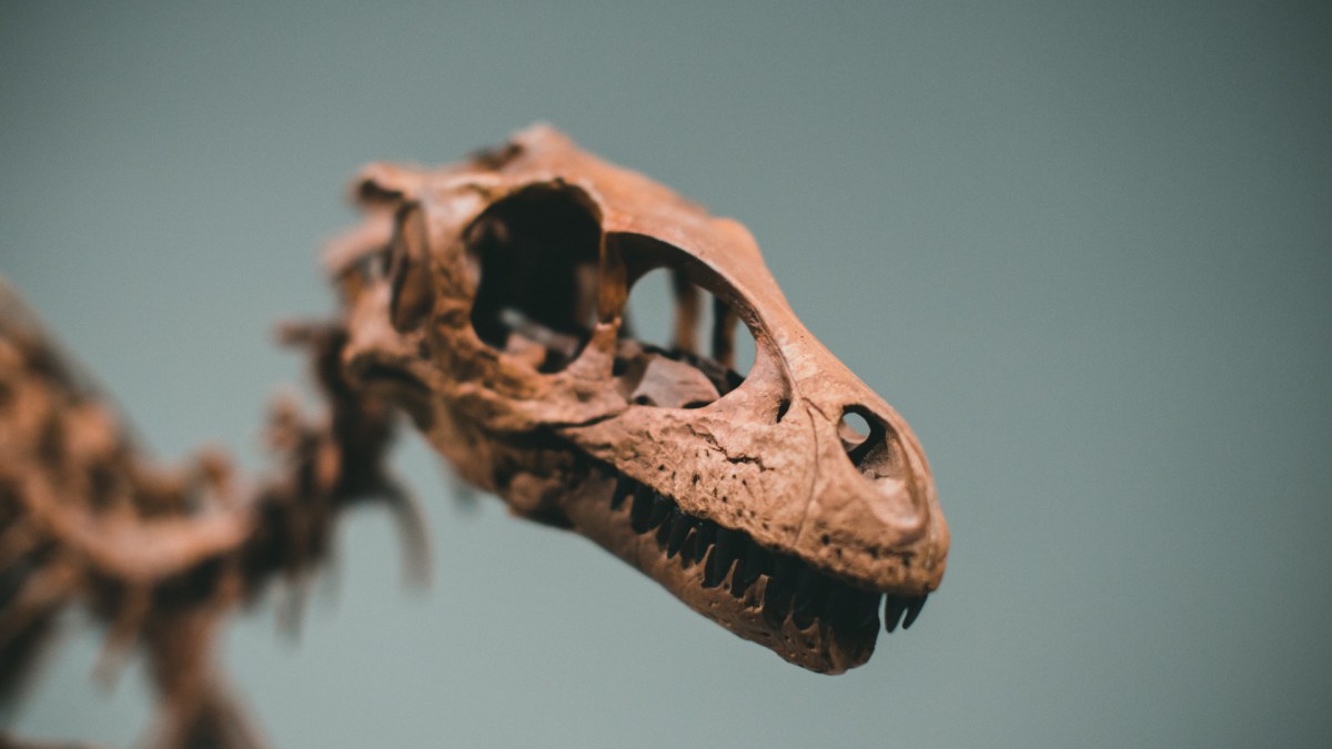 Squelette de dinosaure. // Source : Pexels/Jonathan Cooper (photo recadrée)