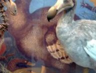 Les dodos sont une espèce disparue. // Source : Wikimédia