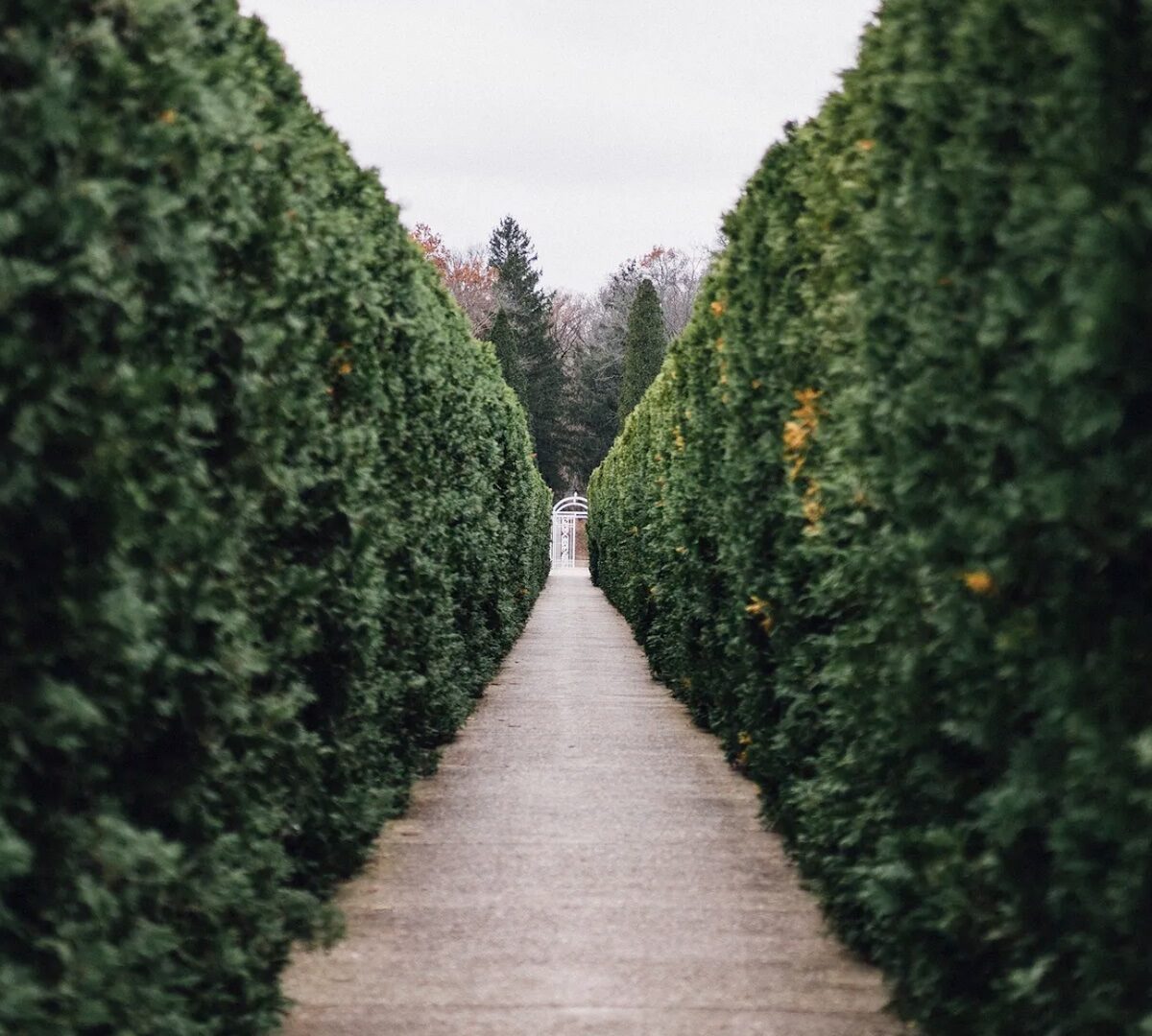 Un labyrinthe (sans Cédric Diggory) // Source : rawpixel