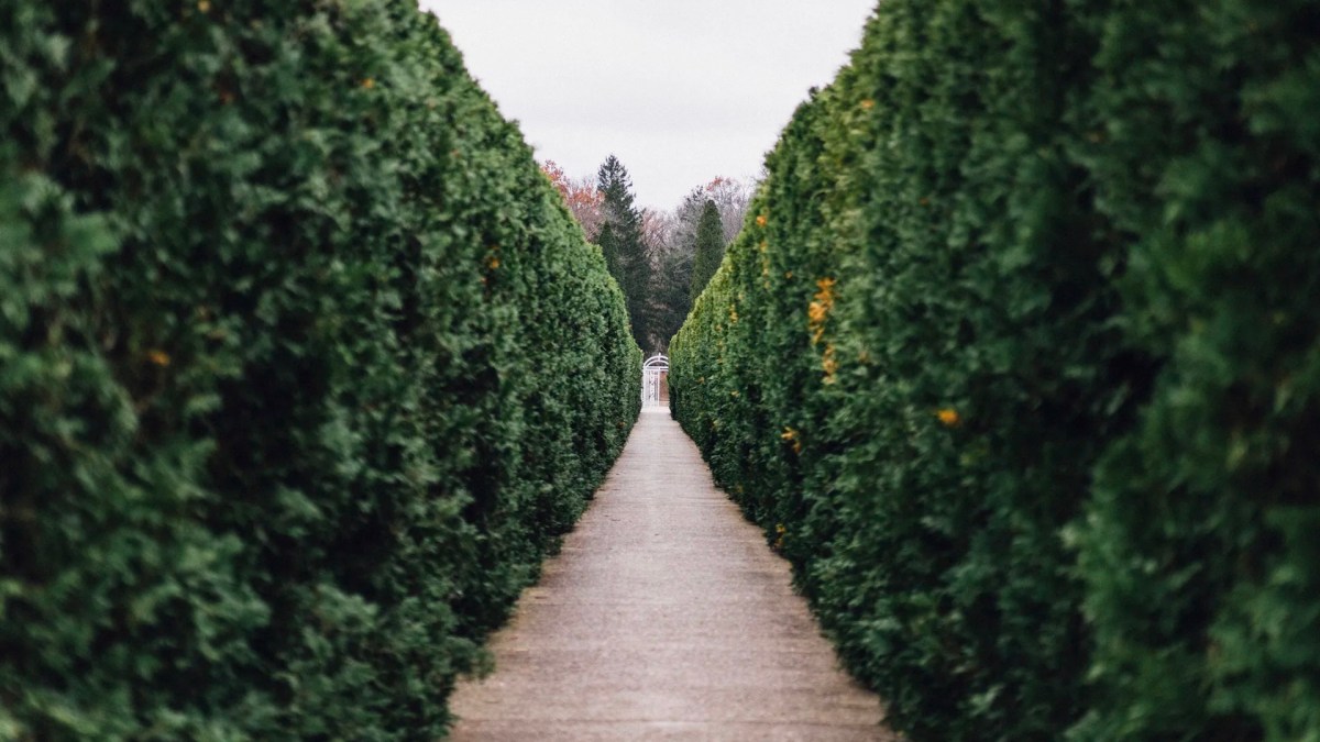 Un labyrinthe (sans Cédric Diggory) // Source : rawpixel