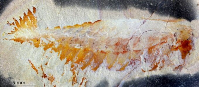Fossile d'Utaurora comosa // Source : Photographie par S. Pates. Fossile d'Utaurora comosa // Source : Photographie par S. Pates.