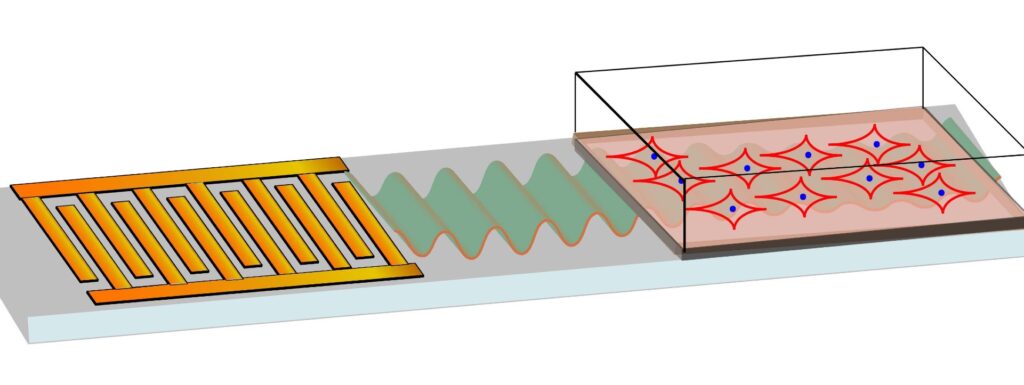 Le dispositif mis au point pour transformer les cellules souches en cellules osseuses grâce aux ondes sonores. // Source : RMIT University