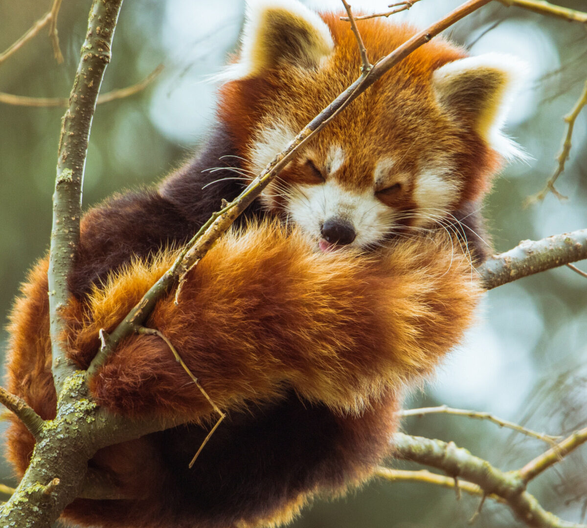 Un adorable panda roux. // Source : Pexels/Ivan Cujic (photo recadrée)