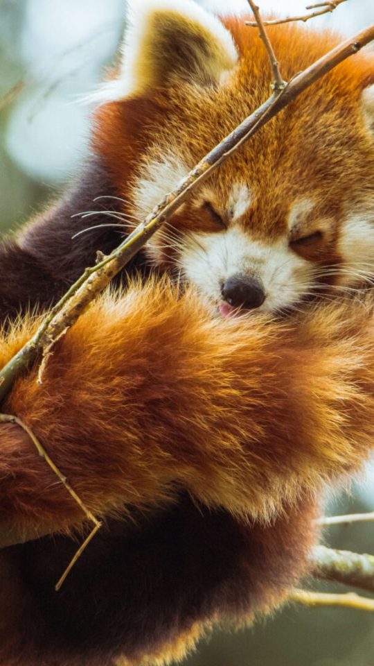 Un adorable panda roux. // Source : Pexels/Ivan Cujic (photo recadrée)