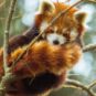 An adorable red panda. // Source: Pexels/Ivan Cujic (cropped photo)