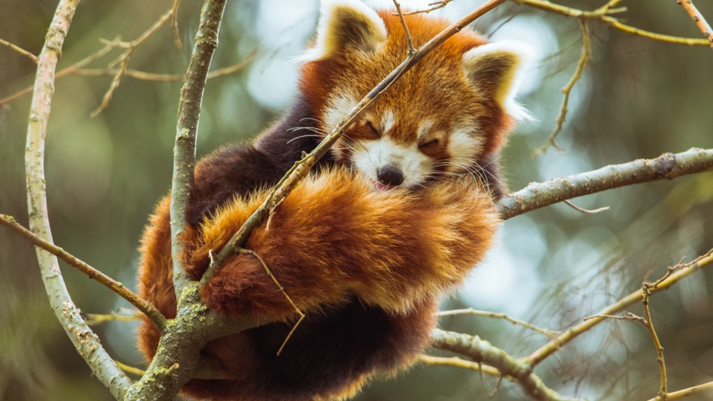 Un adorable panda roux. // Source : Pexels/Ivan Cujic (photo recadrée)