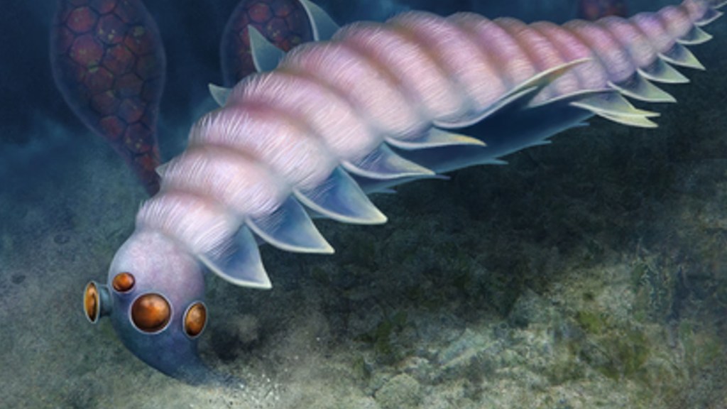Cet étrange animal avec 5 yeux vivait il y a 500 millions d&#39;années dans les fonds marins - Numerama