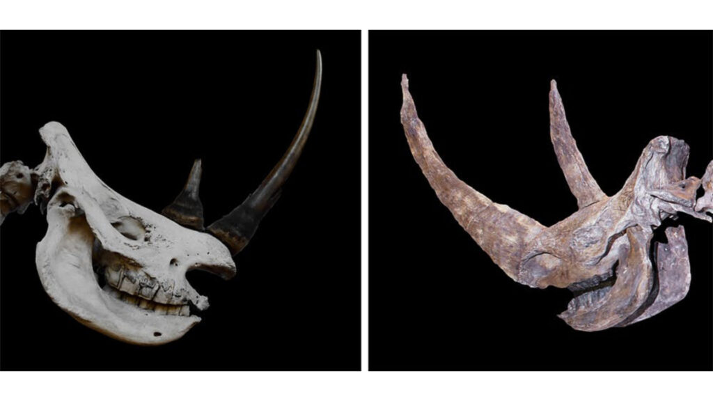 Crânes de rhinocéros blanc (à gauche) et de rhinocéros laineux (à droite) surmontées de leurs cornes. // Source : Wikimedia, CC BY
