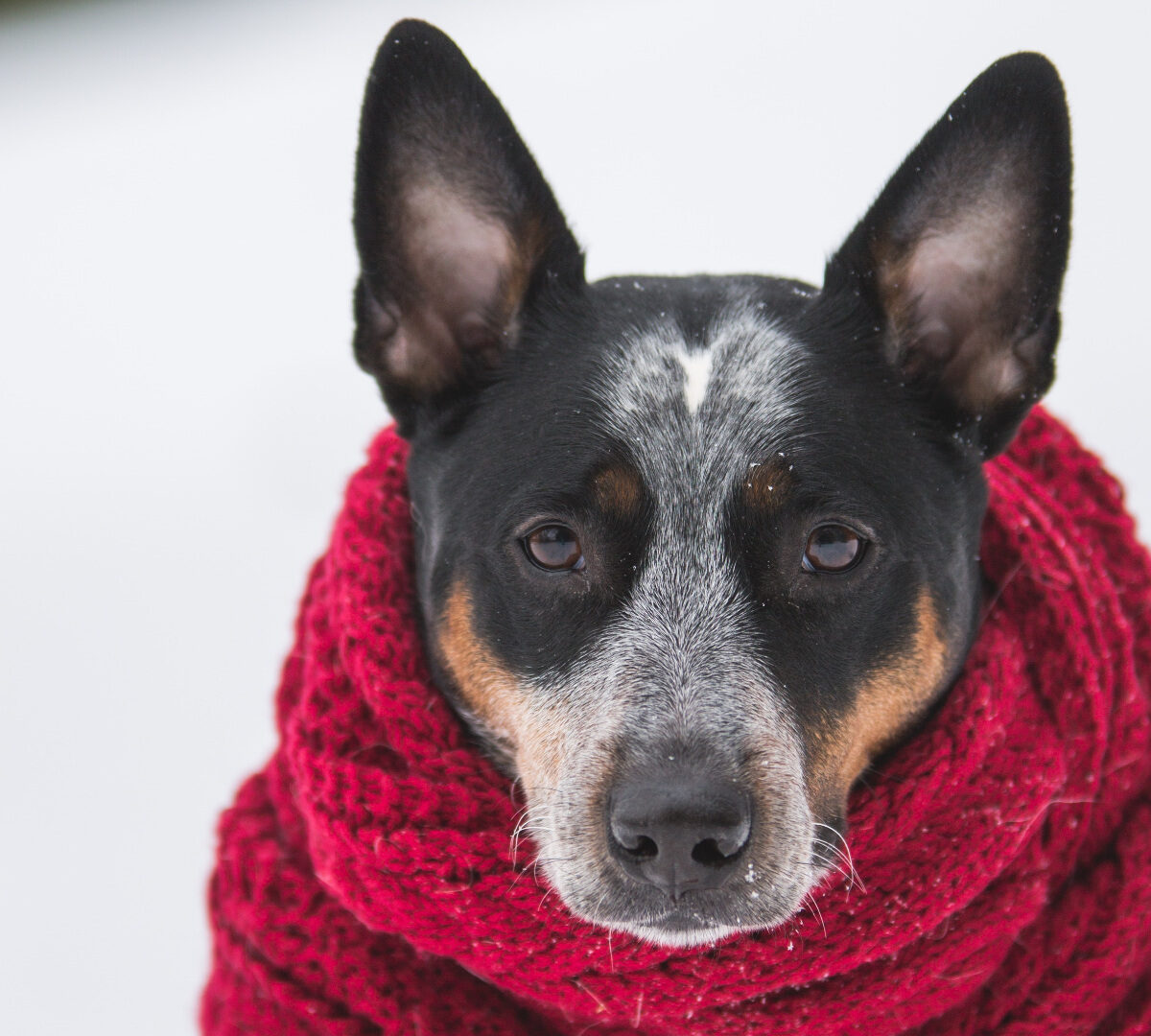 Petit doggo ayant froid. // Source : Pexels/Benjamin Lehman (photo recadrée)