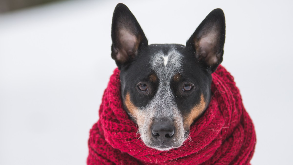 Petit doggo ayant froid. // Source : Pexels/Benjamin Lehman (photo recadrée)