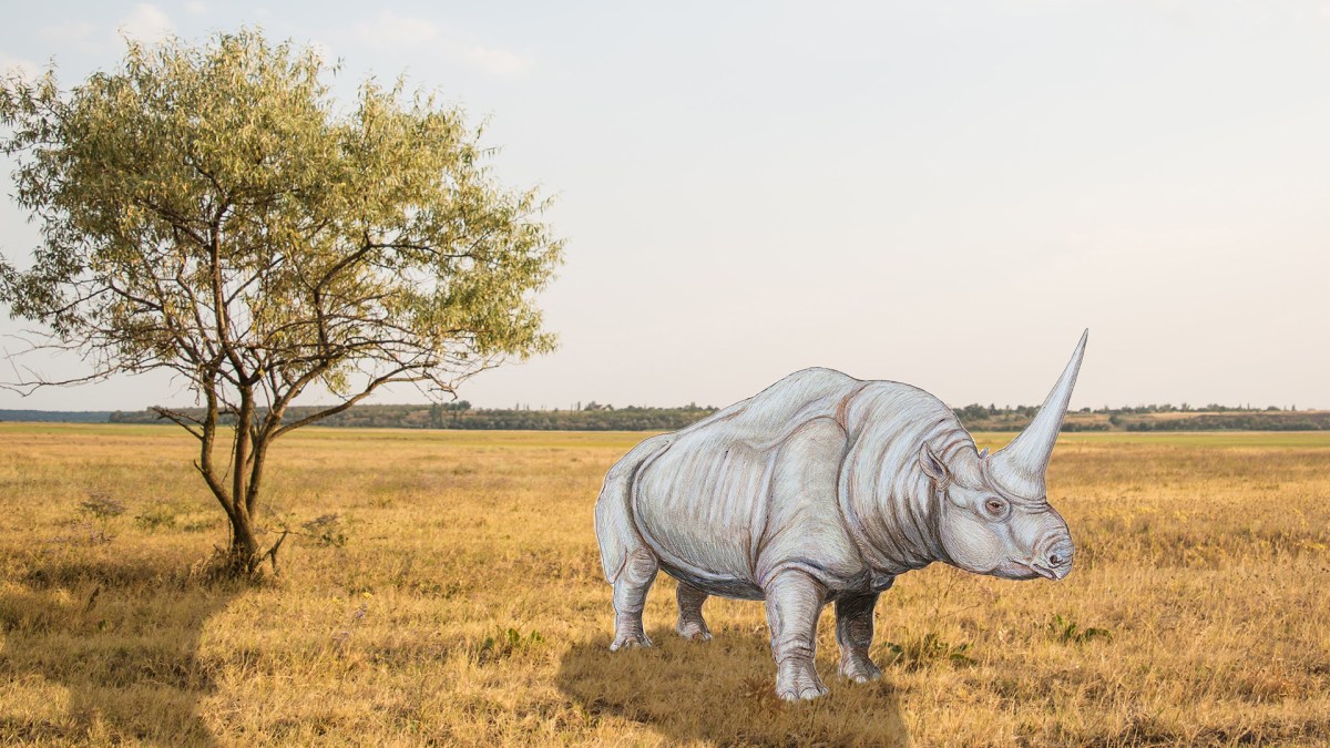 Elasmotherium. // Source : Montage Numerama avec photo Unsplash