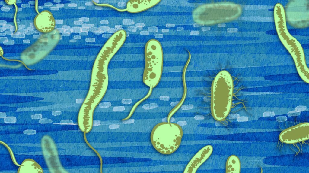 Illustration d'organismes du Paléoprotérozoïque, époque de la Grande oxygénation. // Source : MIT News
