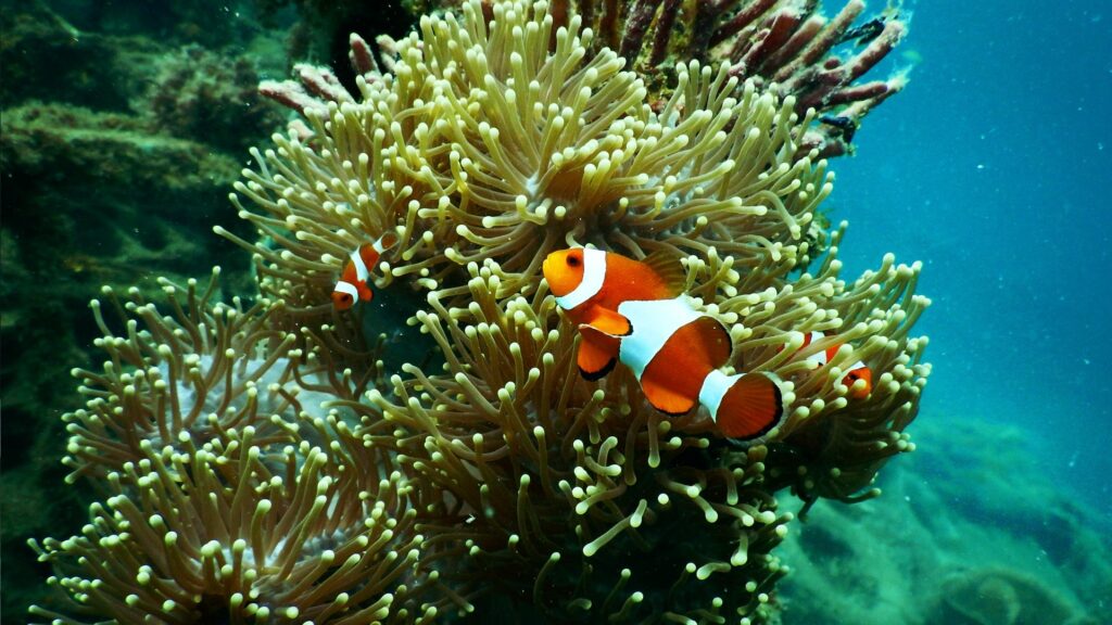 De nombreux poissons habitent autour et dans les coraux. // Source : Pexels