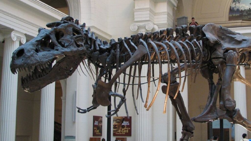 E se houvesse realmente três espécies de T-Rex?