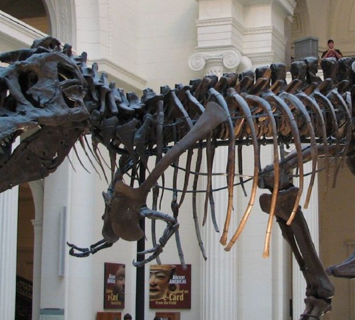 Voici Sue, un T.Rex. Ce spécimen est exposé au musée Field de Chicago. // Source : Steve Richmond / Wikimédias