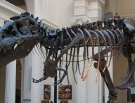 Voici Sue, un T.Rex. Ce spécimen est exposé au musée Field de Chicago. // Source : Steve Richmond / Wikimédias