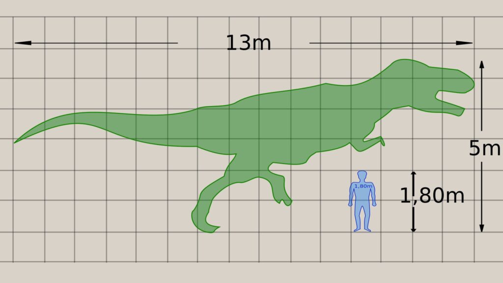 Comparaison entre la taille d'un humain et celle d'un des plus grands spécimens de T.Rex. On a bif bof envie de le croiser. // Source : P. Jaworski/Wikimédias