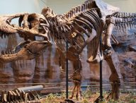 Squelette de T.Rex. // Source : ScottRobertAnselmo / Wikimédias