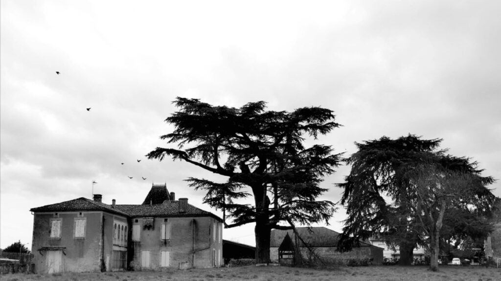 La maison d'enfance de Félix et Julien, dont l'immense arbre détient une place centrale dans la narration // Source : Arte