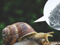 Les tardigrades chevauchent des escargots. // Source : Pixabay/wikimédias/montage