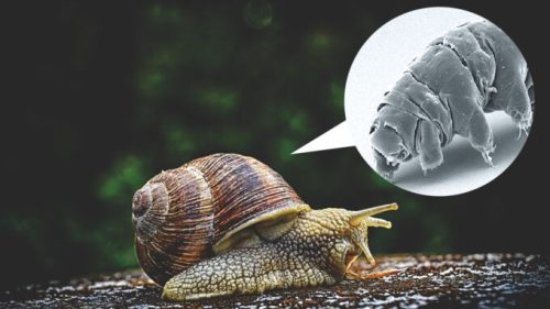Les tardigrades chevauchent des escargots. // Source : Pixabay/wikimédias/montage