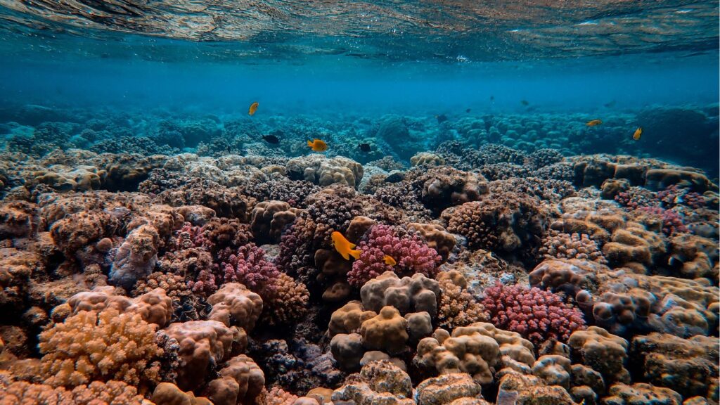 Photo de la grande barrière de corail. // Source : Pexels