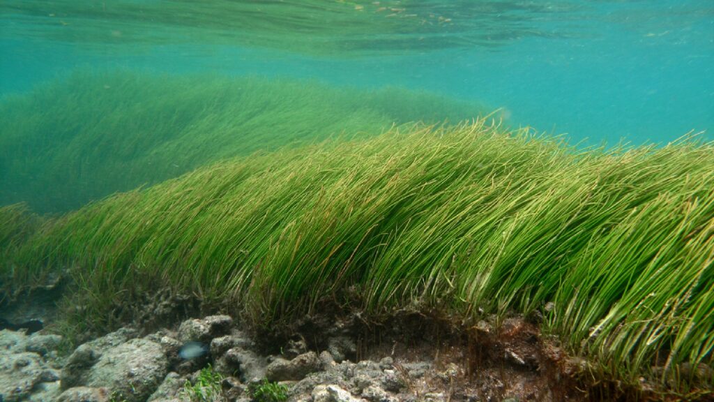 Des herbes marines. // Source : Wikimédias