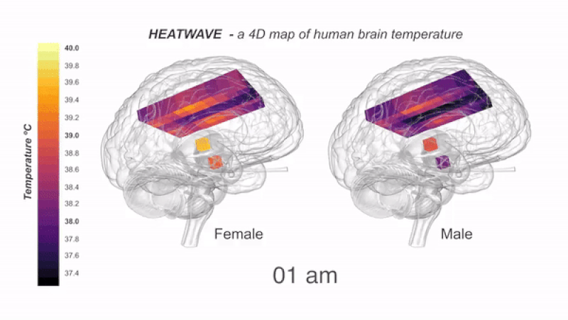 Carte baptisée Heatwave de la chaleur du cerveau. // Source :  N RZECHORZEK/MRC LMB/BRAIN