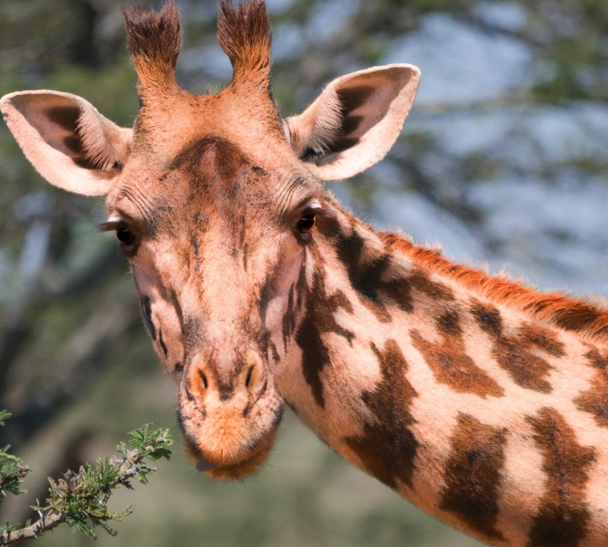 Une girafe. // Source : Pexels