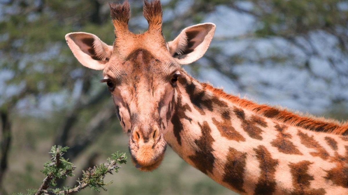 Une girafe. // Source : Pexels