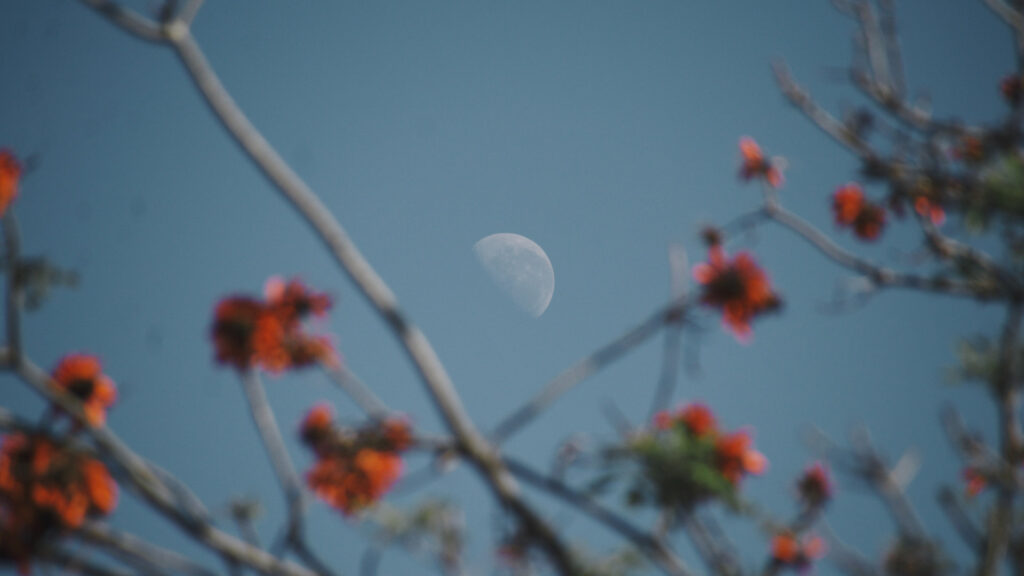 La Lune. // Source : Unsplash/Quinton Coetzee (photo recadrée)