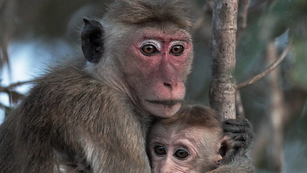 Ce petit singe et sa maman singe n'ont probablement pas de lien avec la variole du singe ! // Source : Wikimedia Commons/Kody8958