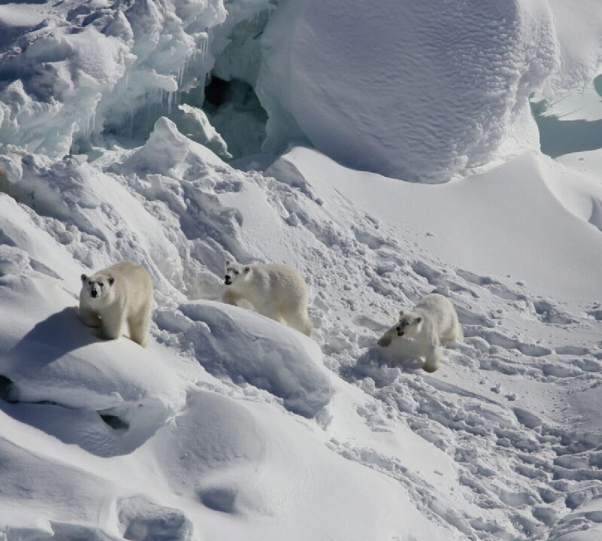 Ours polaire dans l'Arctique // Source : Kristin Laidre/University of Washington