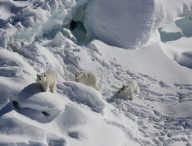 Ours polaire dans l'Arctique // Source : Kristin Laidre/University of Washington