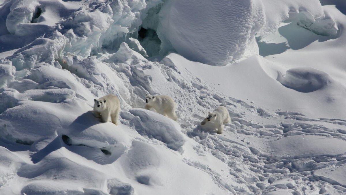 Ours polaire dans l'Arctique // Source : Kristin Laidre/University of Washington