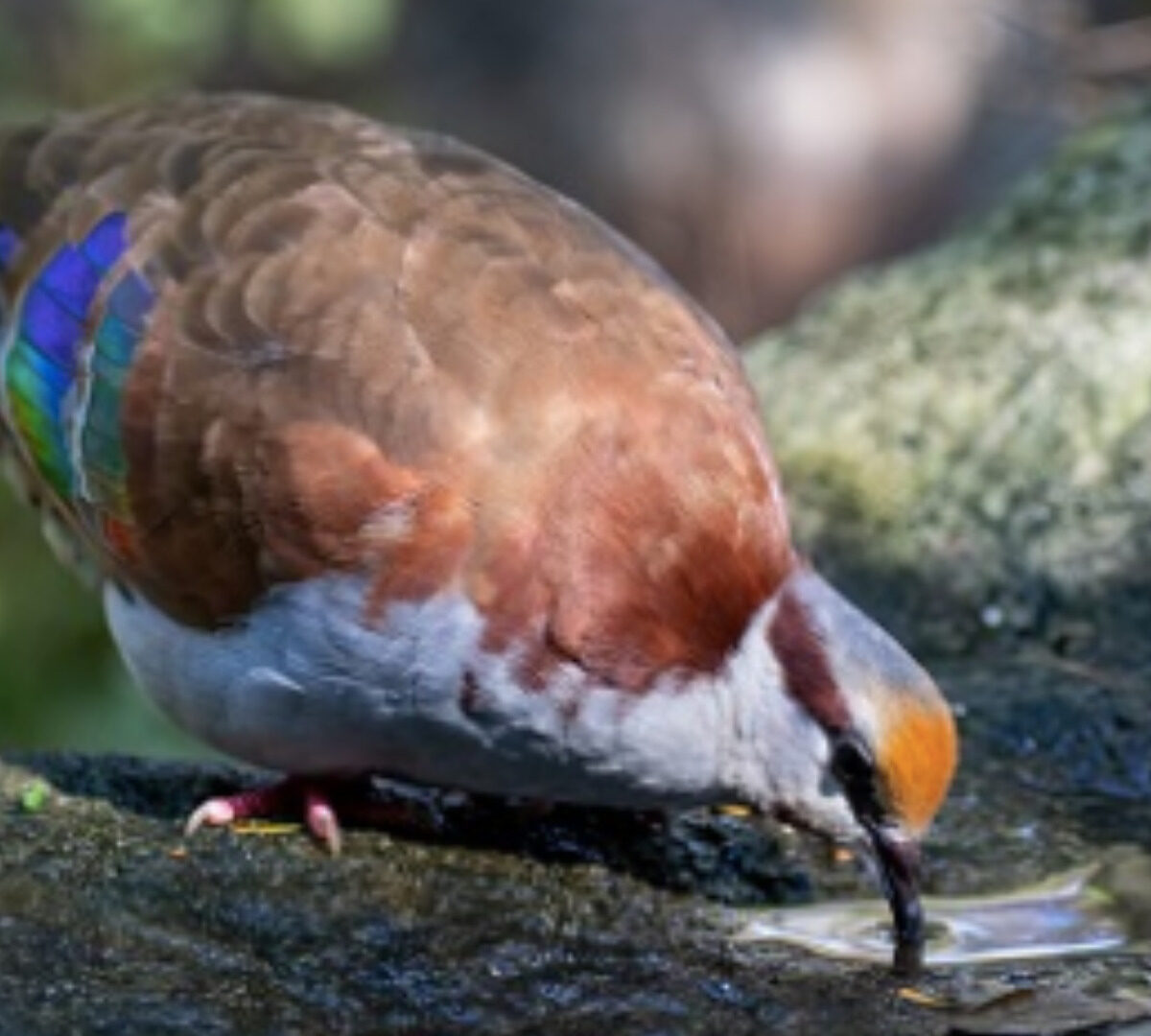 Écoutez des oiseaux pour aider la science // Source : Sébastien Höfer