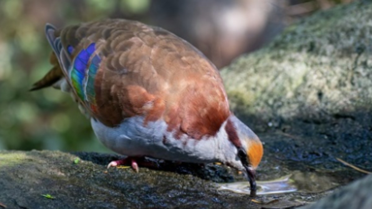 Écoutez des oiseaux pour aider la science // Source : Sébastien Höfer