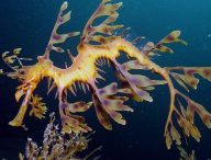 Dragon de mer (hippocampe feuille) // Source : James Rosindell/Wikimédias
