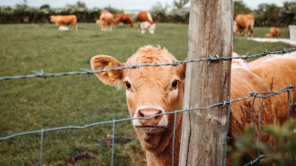 A herd of cows.  // Source: Unsplash/ Nighthawk Shoots (cropped photo)