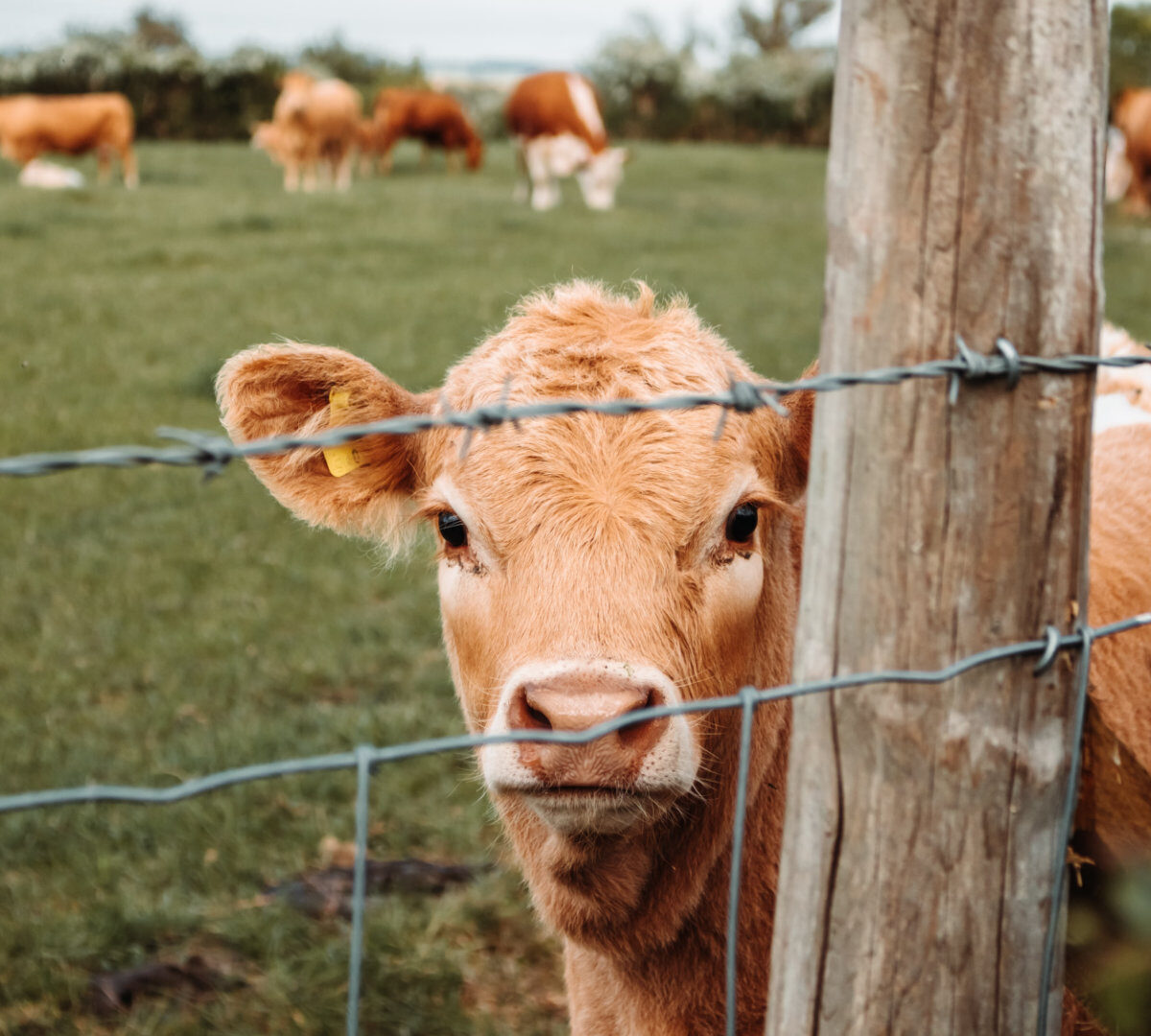 Un troupeau de vaches. // Source : Unsplash/ Nighthawk Shoots (photo recadrée)