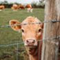 Un troupeau de vaches. // Source : Unsplash/ Nighthawk Shoots (photo recadr&eacute;e)