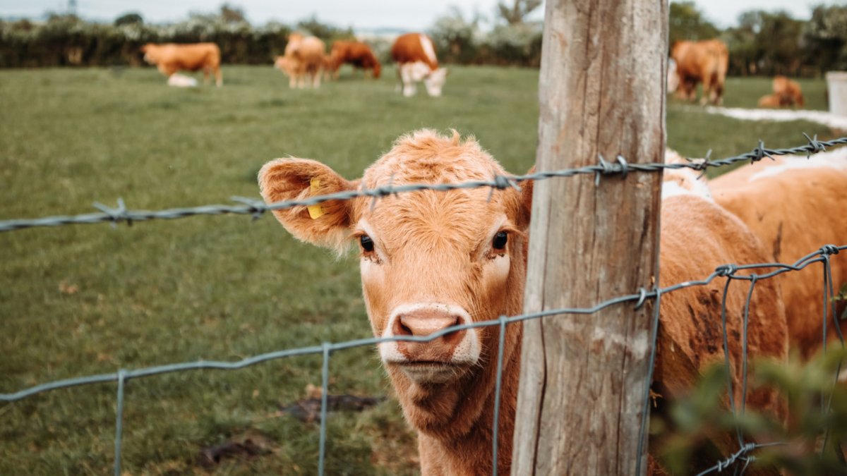 Un troupeau de vaches. // Source : Unsplash/ Nighthawk Shoots (photo recadrée)