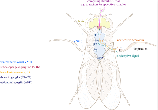 Les insectes ressentent la douleur  // Source : The Royal Society Pubilishing