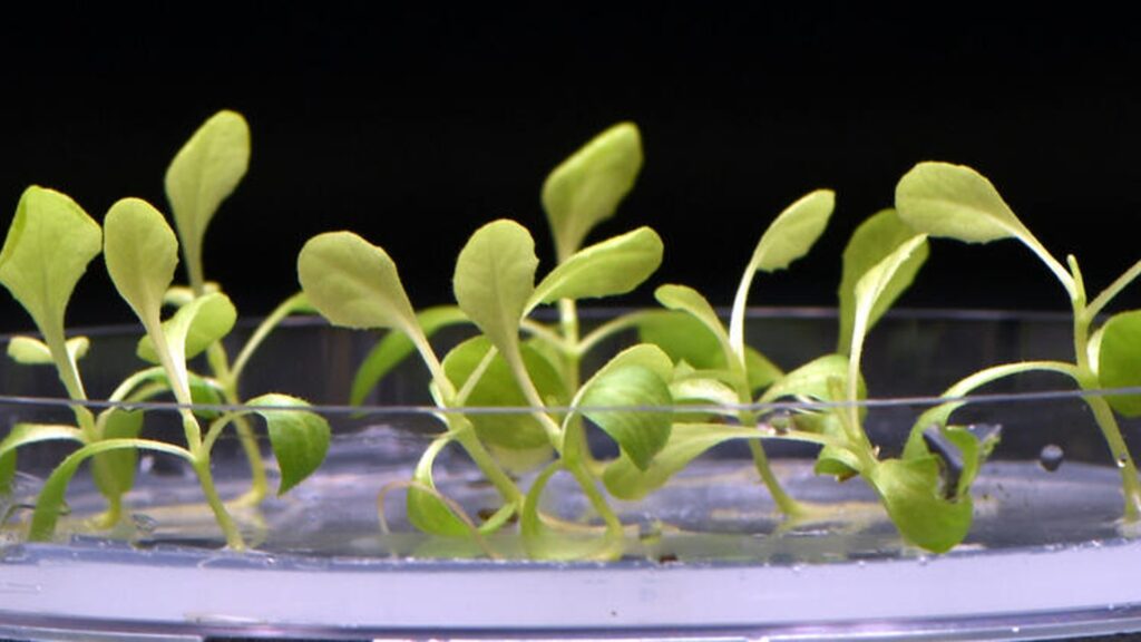 Ces plantes ont pu pousser et se déployer dans le noir grâce à la photosynthèse artificielle. // Source : Nature Food