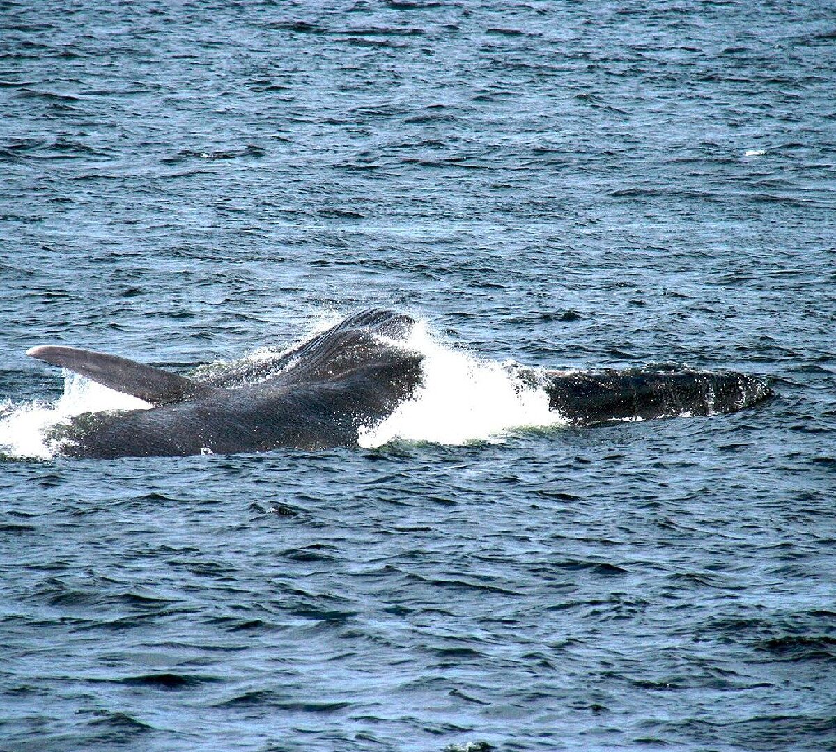 Rorqual commun // Source : Régis Kuckaertz/Wikimédias