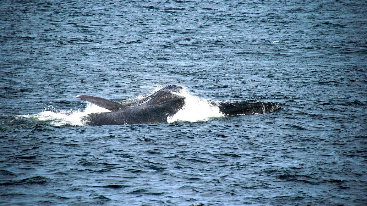 Rorqual commun // Source : Régis Kuckaertz/Wikimédias