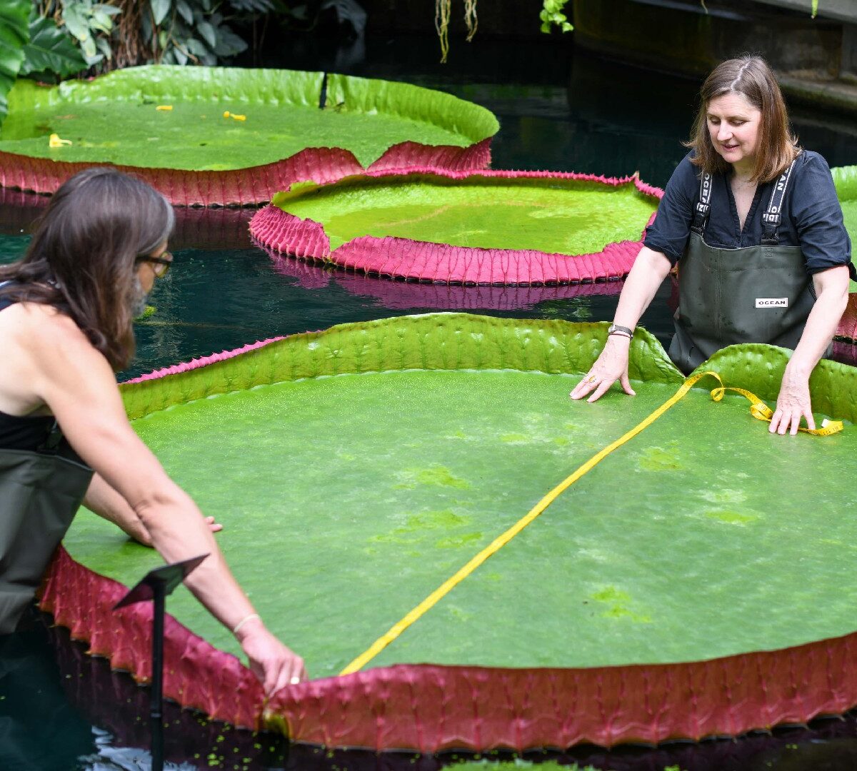 Nénuphar V.boliviana // Source : RBG Kew