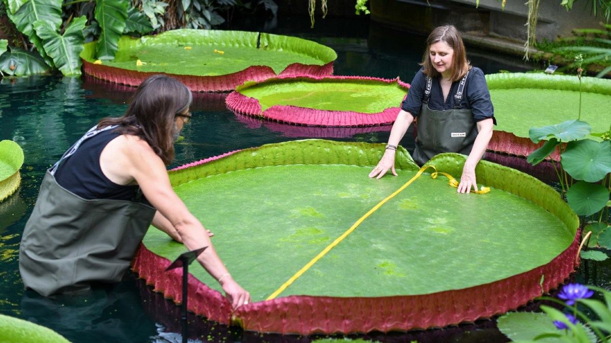 Nénuphar V.boliviana // Source : RBG Kew