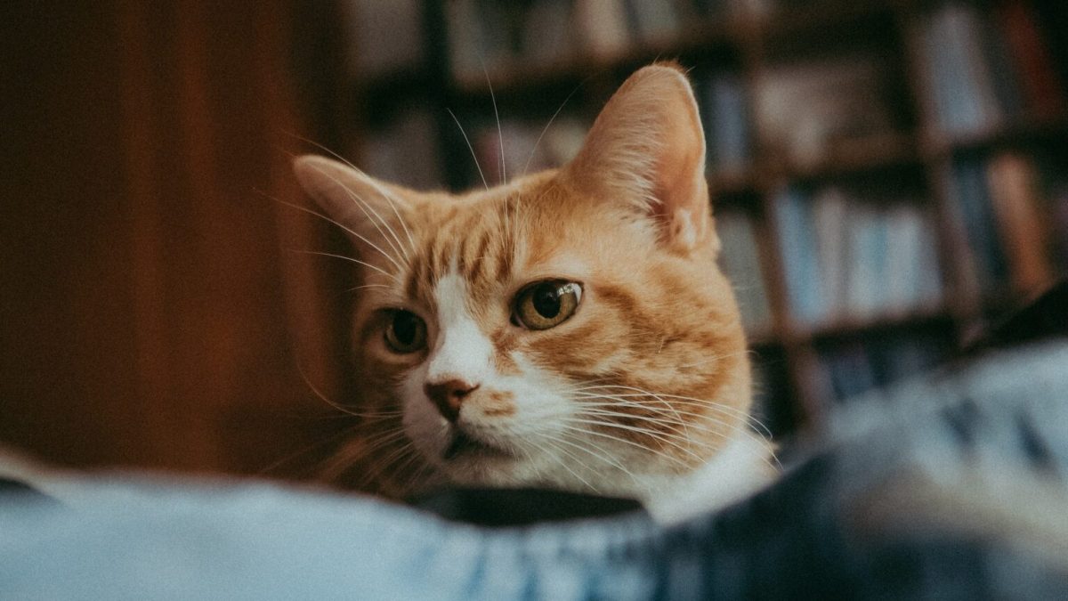 Un chat. // Source : Pexels